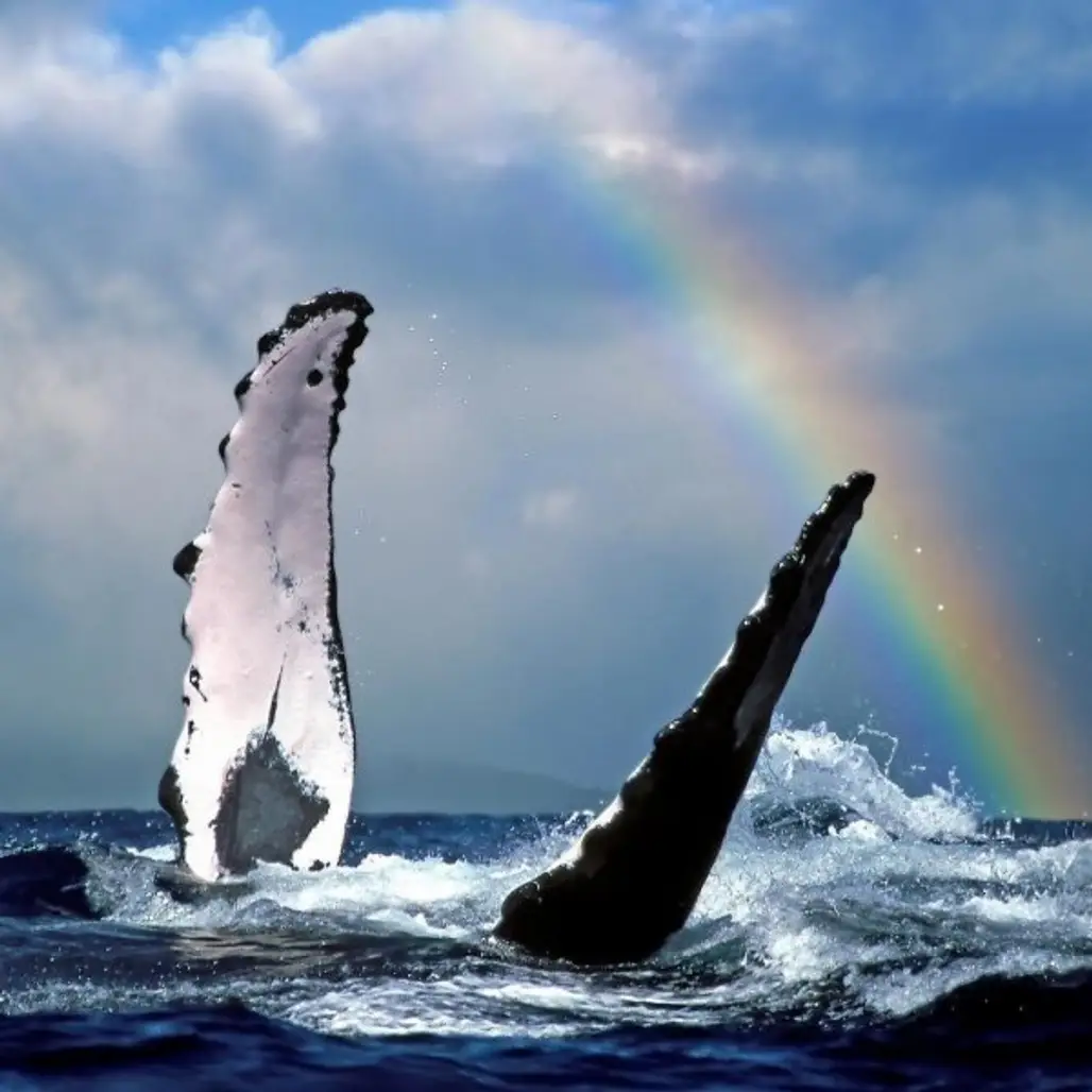 Marine mammal, Humpback whale, Cetacea, Rainbow, Sky,