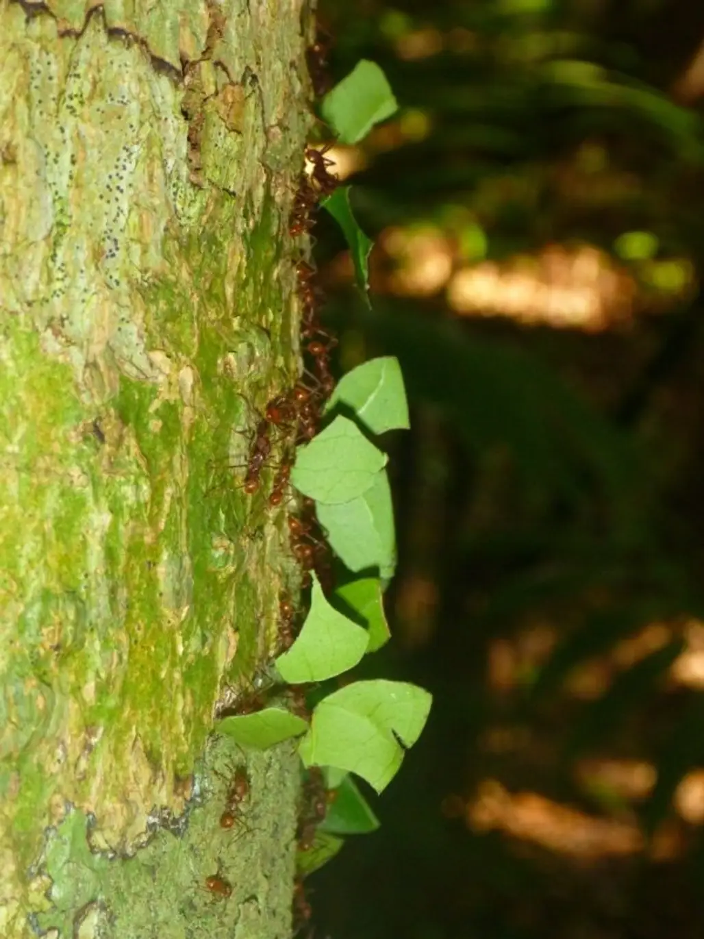 Leafcutter Ant