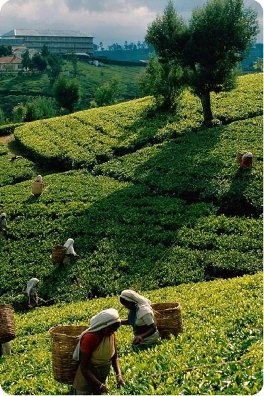 Visit a Tea Plantation