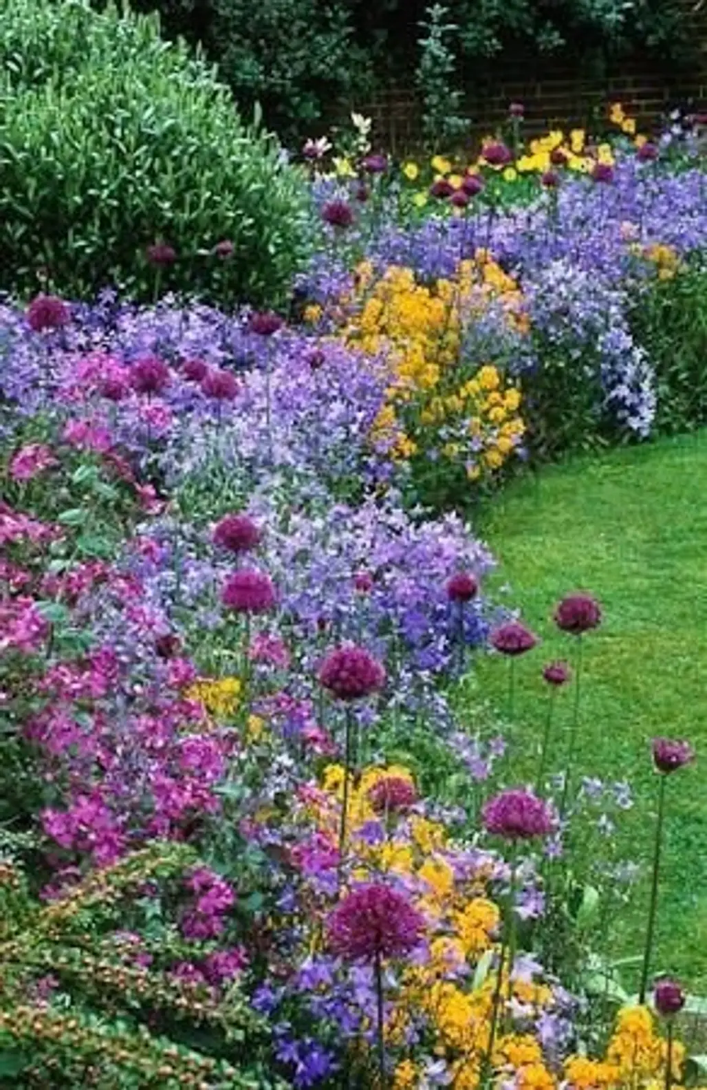 flower,plant,land plant,meadow,aster,