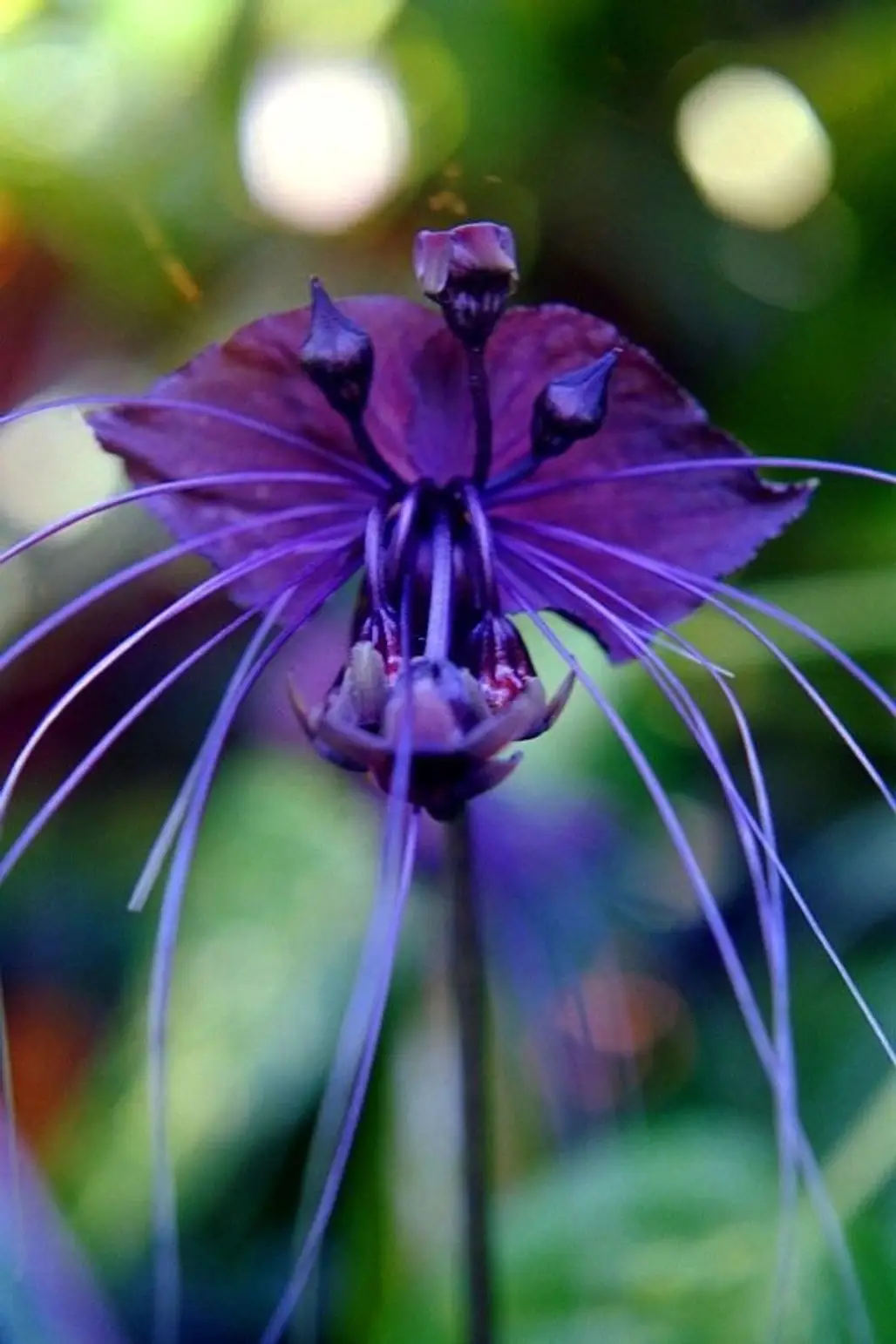 Black Bat Orchid