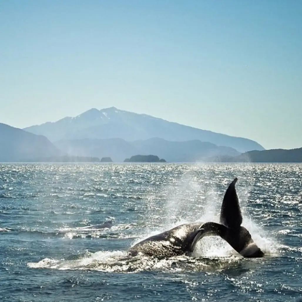 Join a Whale Watching Tour in Alaska, USA