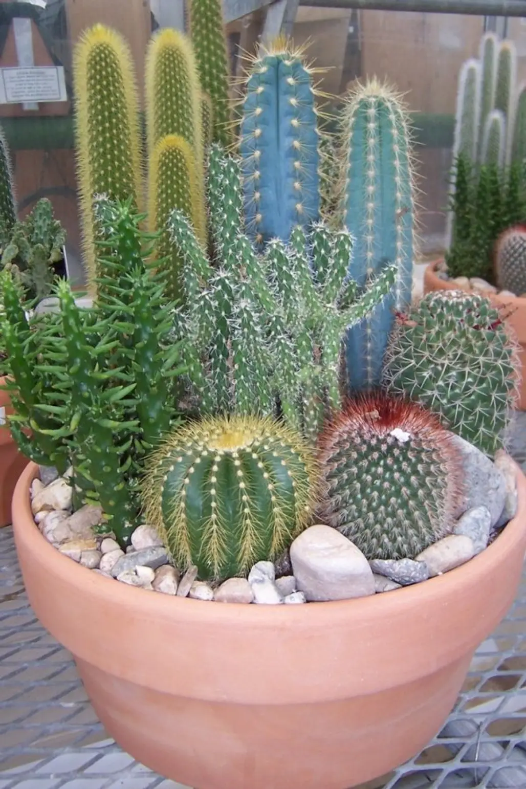 plant,cactus,hedgehog cactus,land plant,flowering plant,