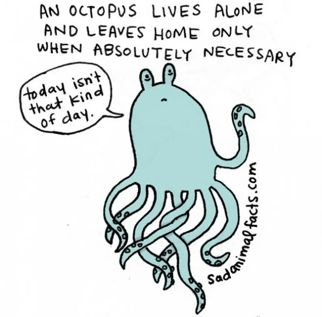 About Octopi