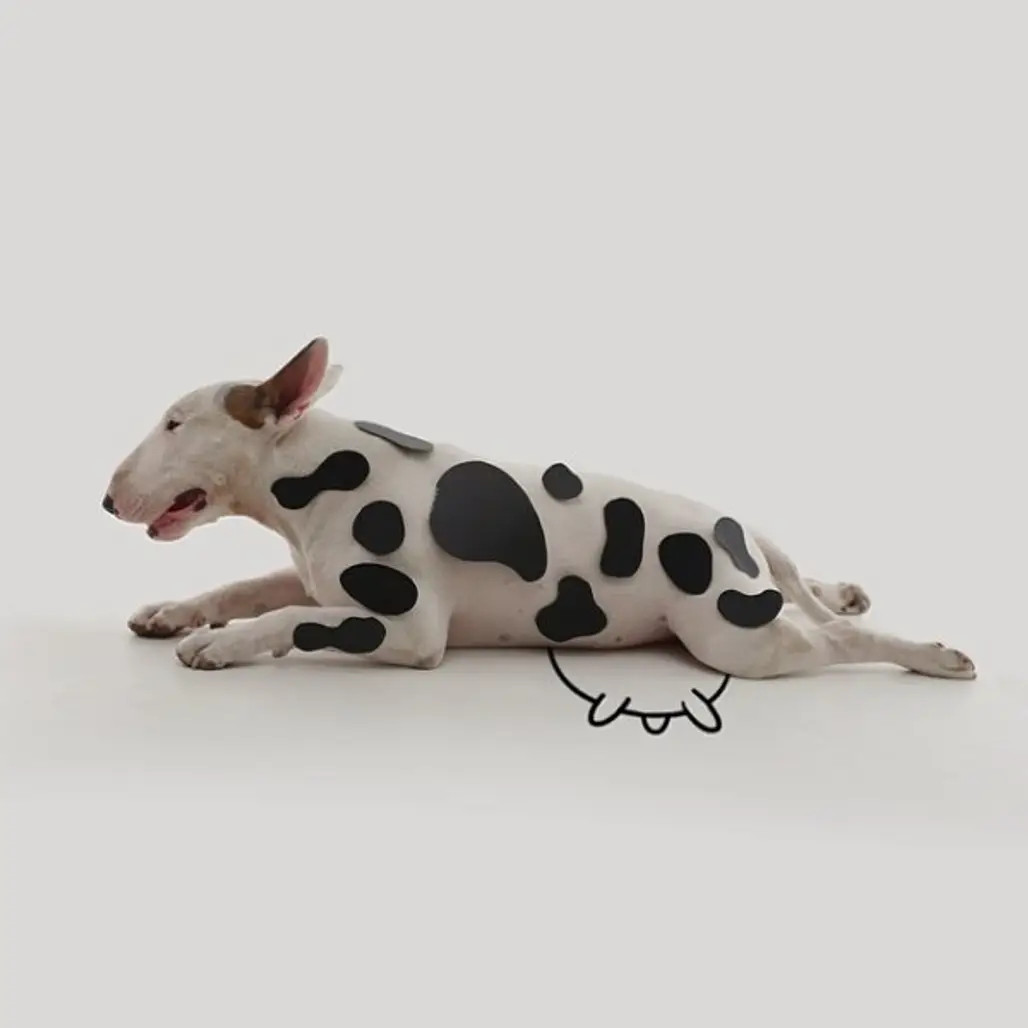 It's a Cow!
