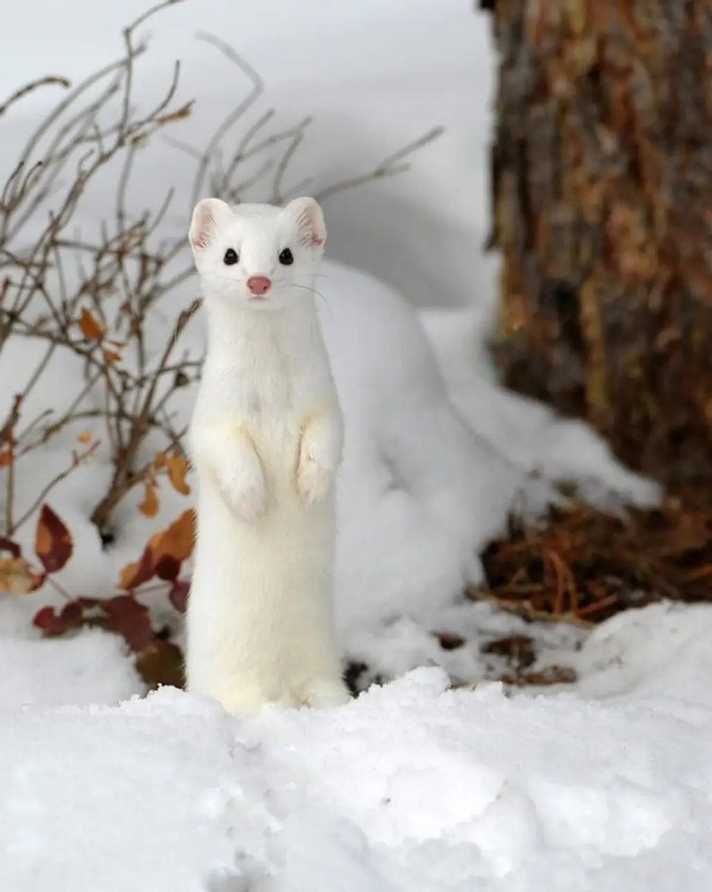 "No" I Am Not an Albino Meerkat! I'm a Stoat in My Winter Coat"