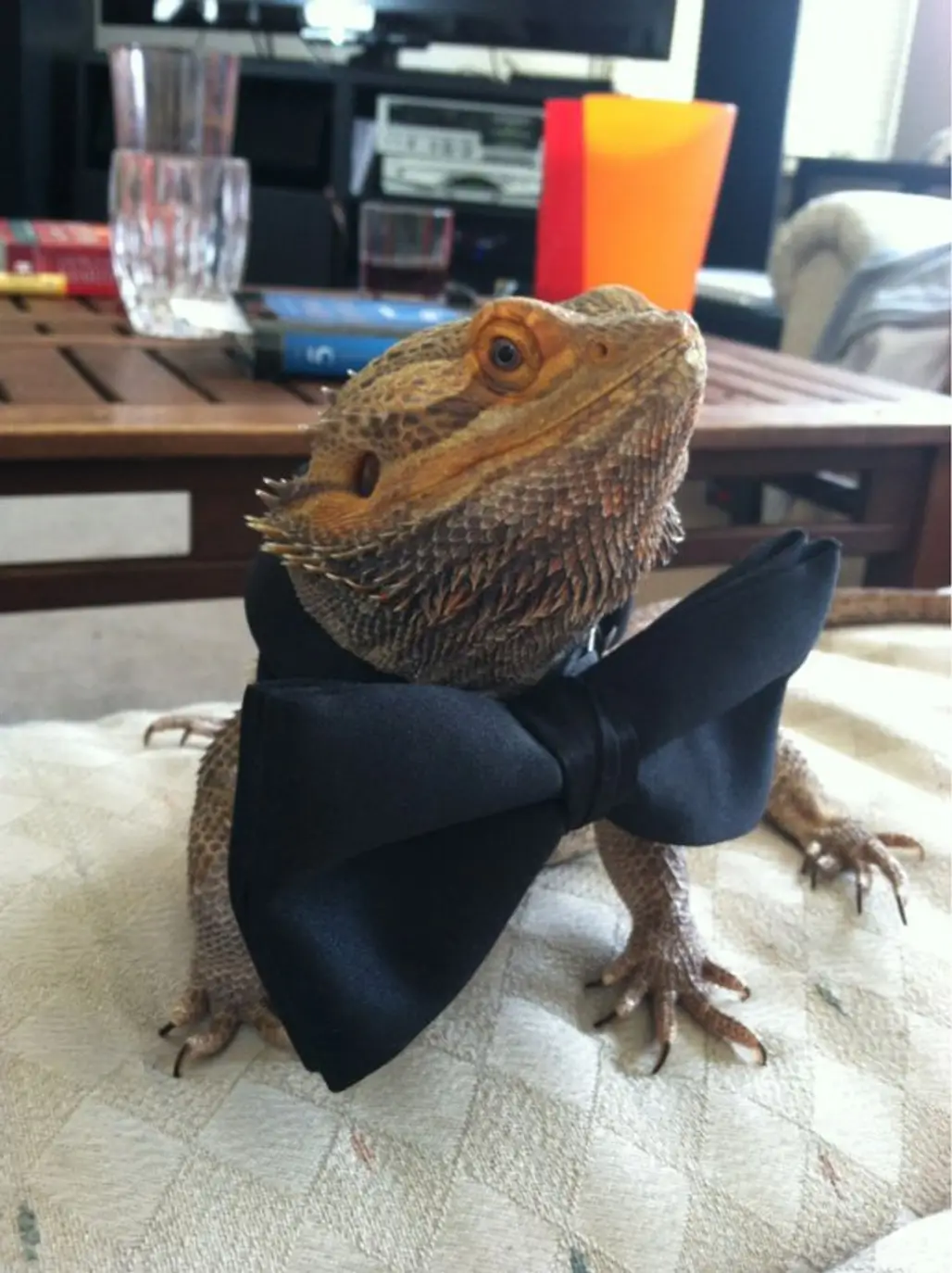 Who Says Reptiles Can't Be Cute?