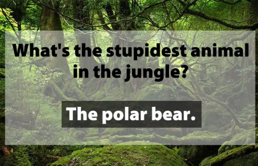 Stupidest Animal in the Jungle