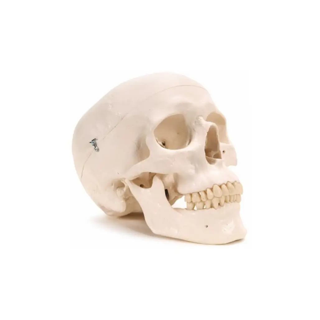 3B Scientific Plastic Human Skull Model