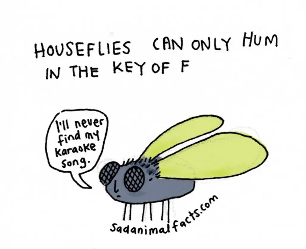 About Houseflies