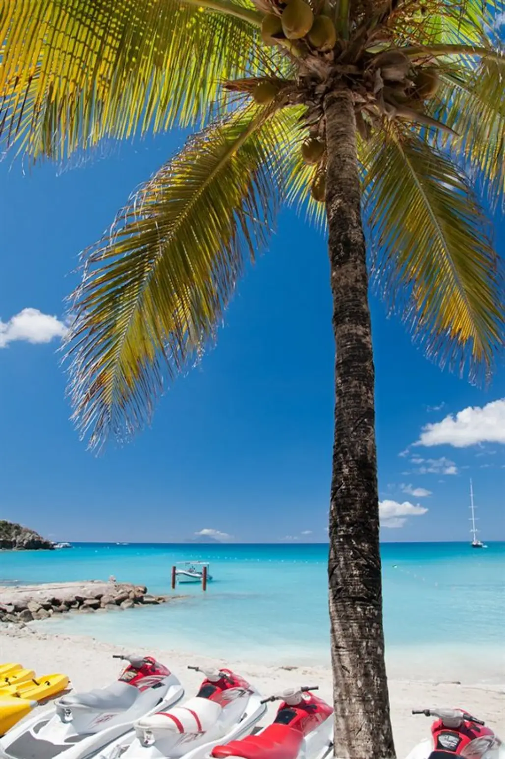 tree,caribbean,beach,palm family,vacation,