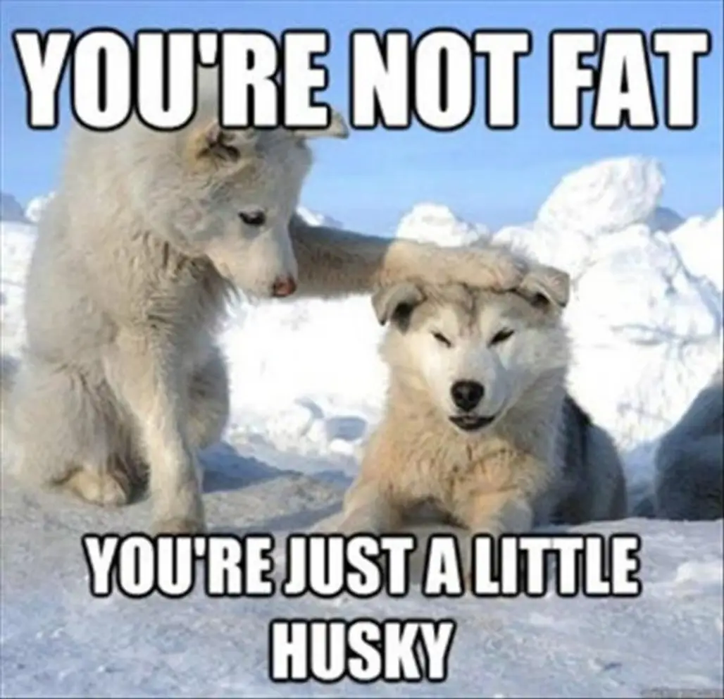 Fat Husky
