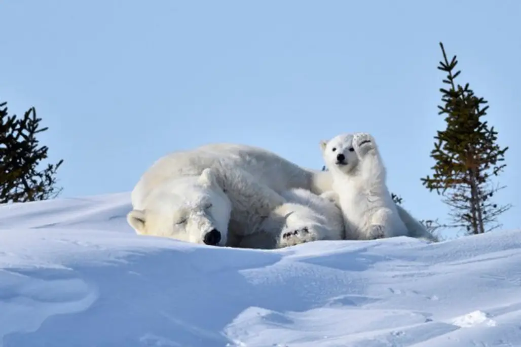 polar bear, mammal, vertebrate, snow, winter,