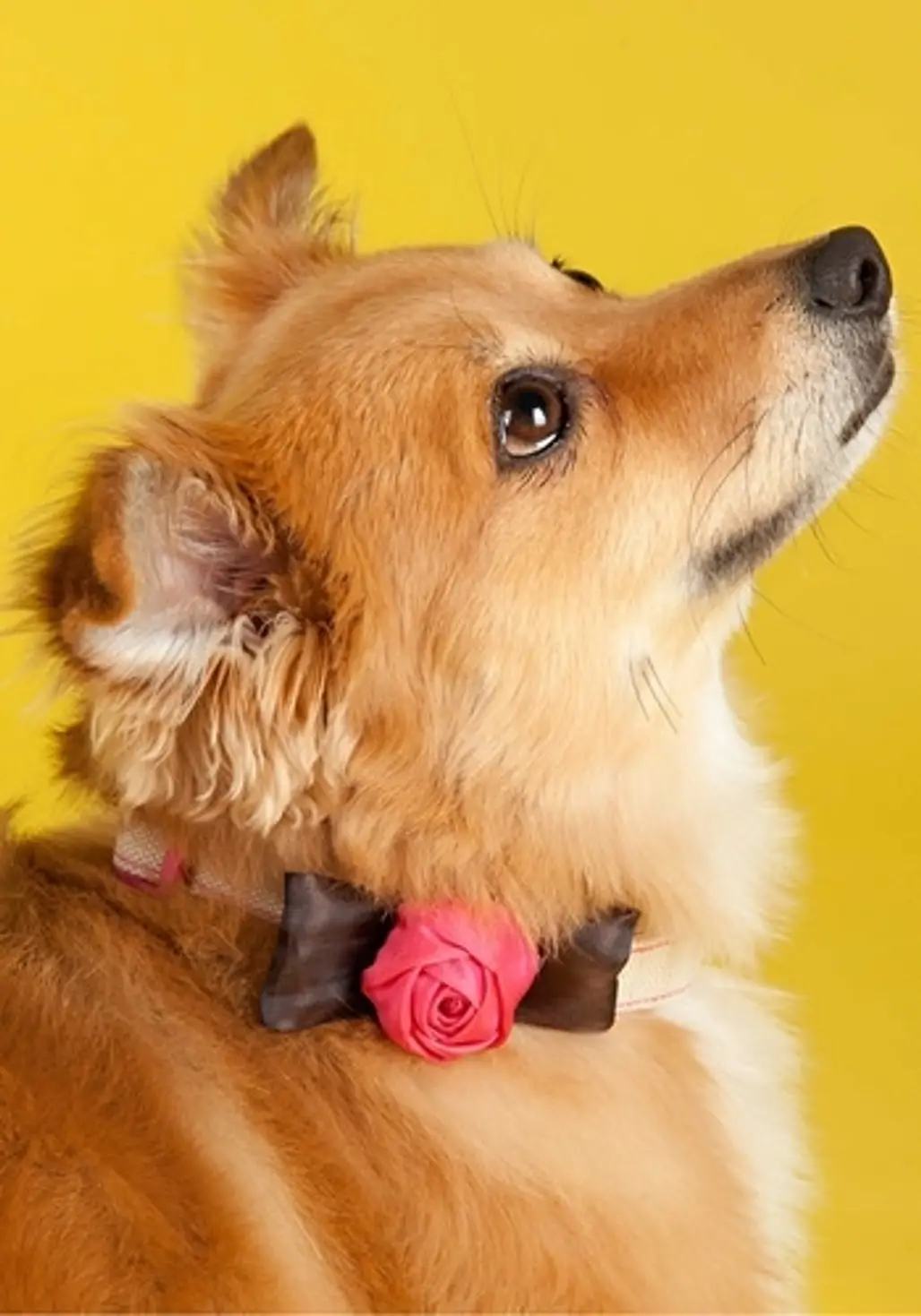 Rose Bud-dy Dog Collar