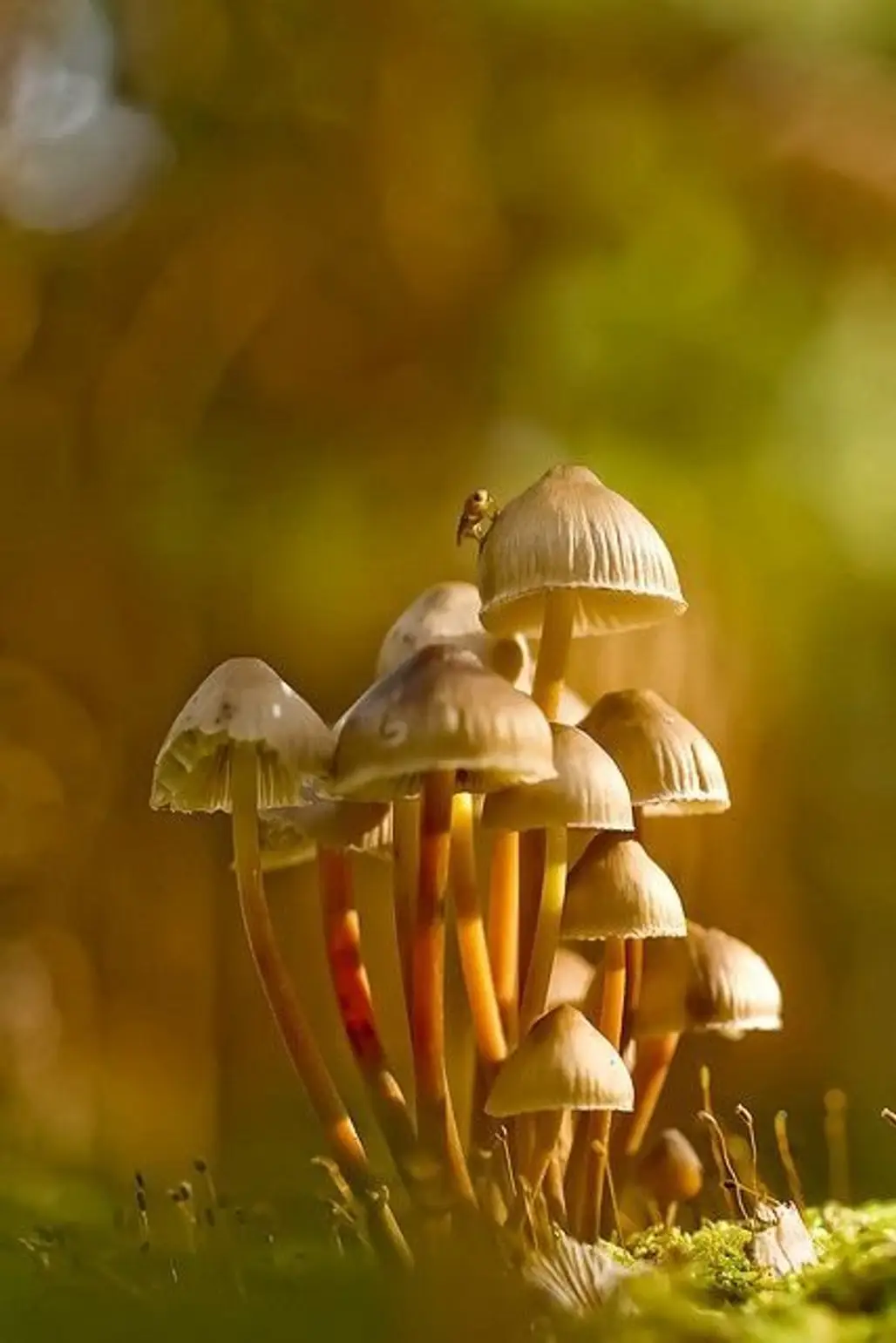 Clustered Bonnet Mushrooms
