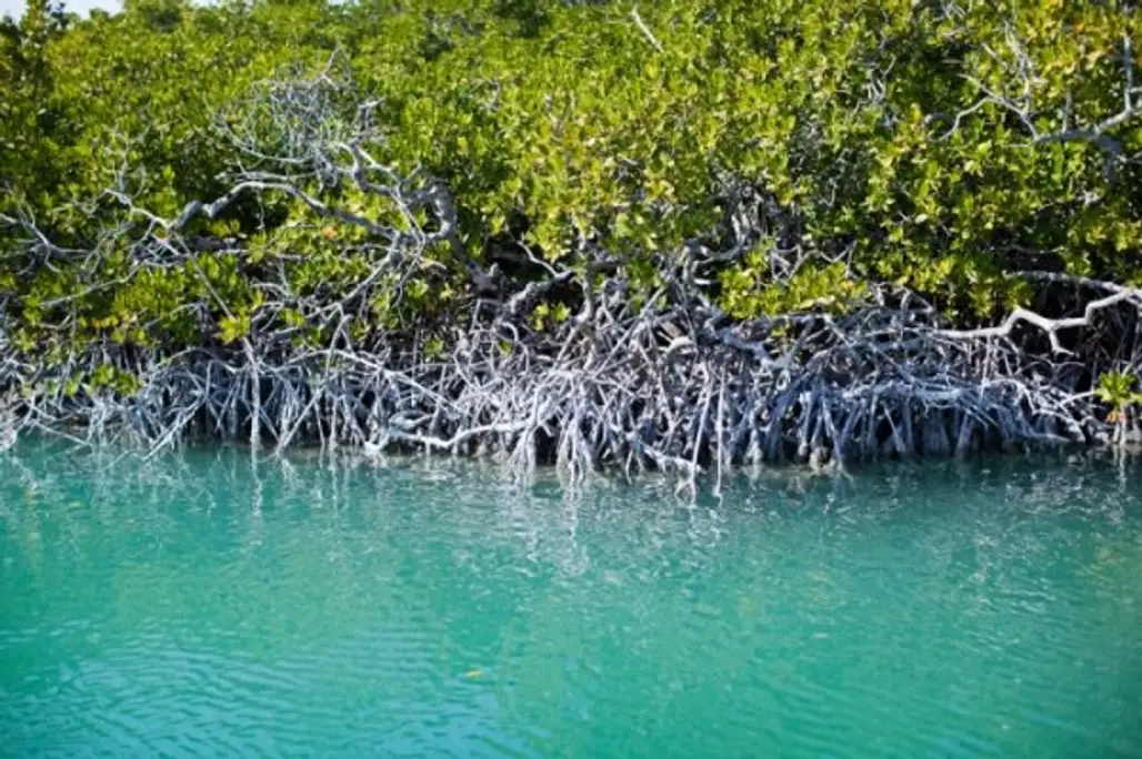Explore the Mangrove Forests