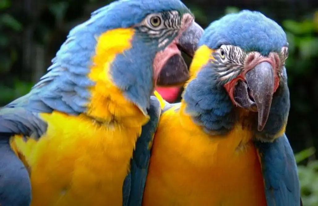 bird,macaw,parrot,vertebrate,beak,