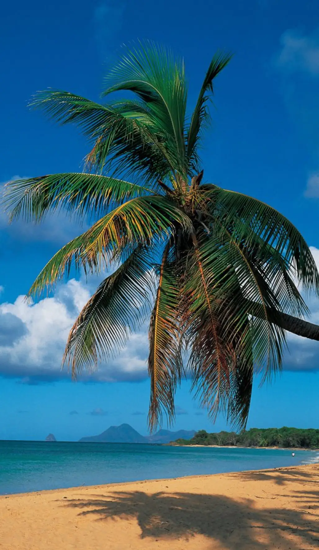 tree,palm family,ocean,caribbean,body of water,