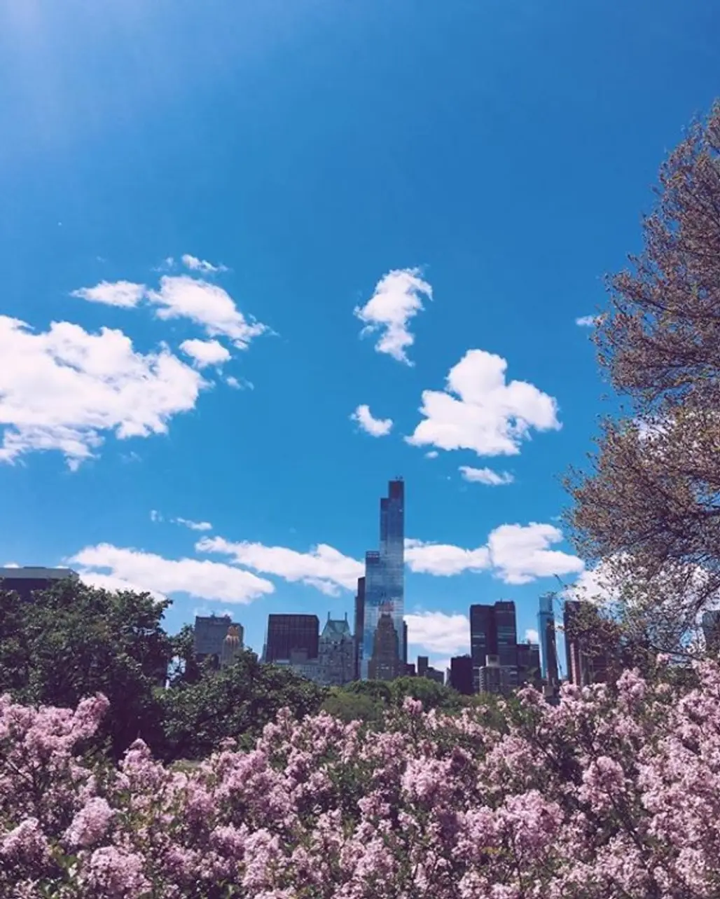 Central Park, flower, sky, plant, tree,