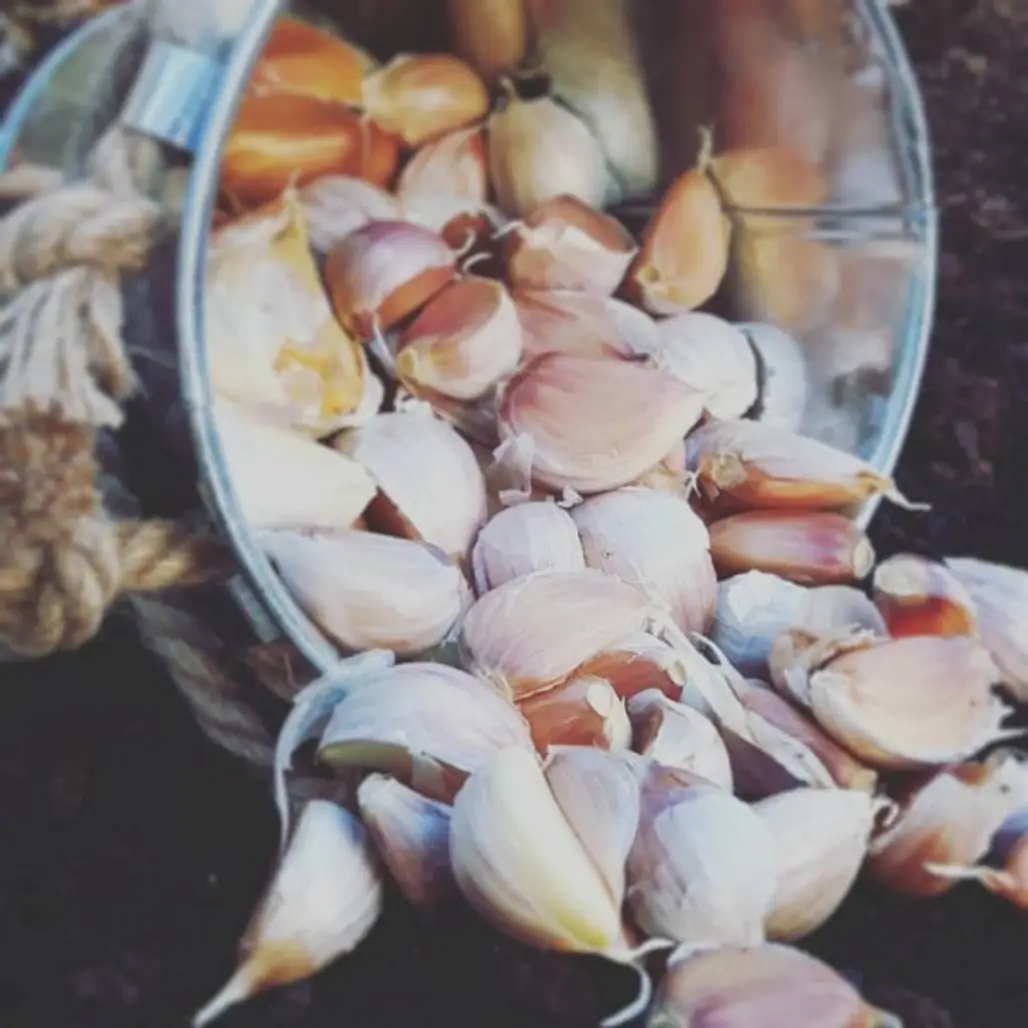 seashell, petal, clams oysters mussels and scallops, clam, animal source foods,