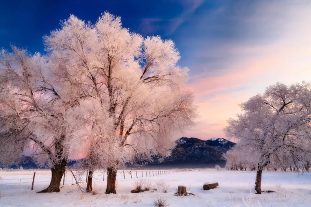 winter, snow, tree, frost, atmospheric phenomenon,