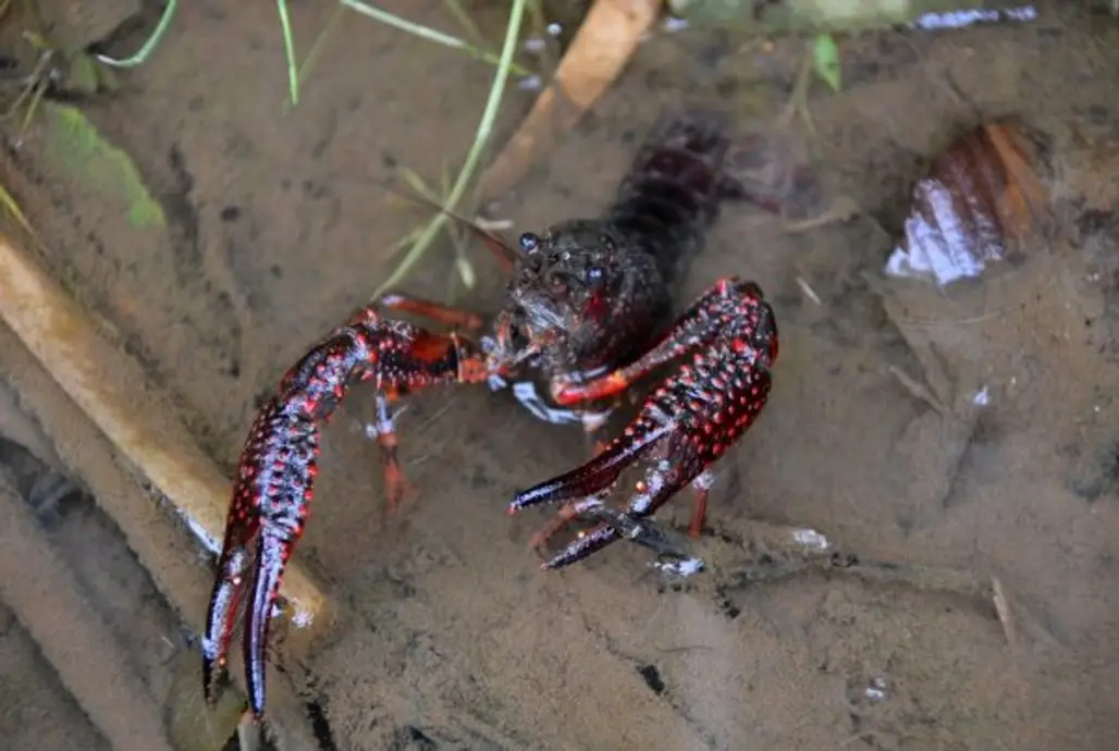 The Eastern Swamp Crayfish
