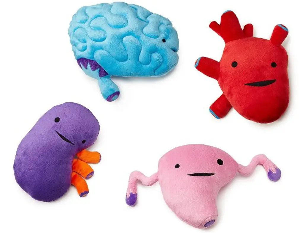 For Someone That Just Loves Organs … and Plush Things