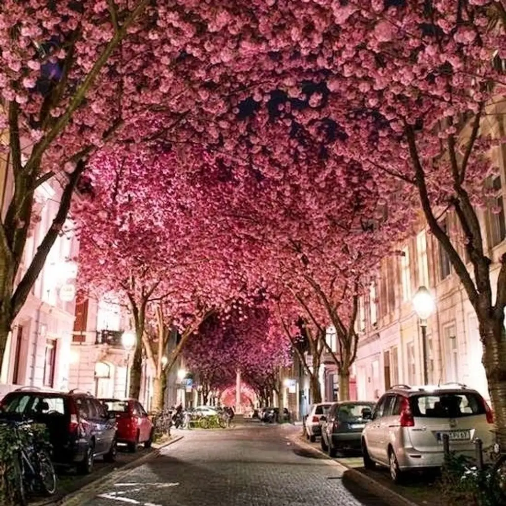 Cherry Blossom Tunnel, Bonn, Germany