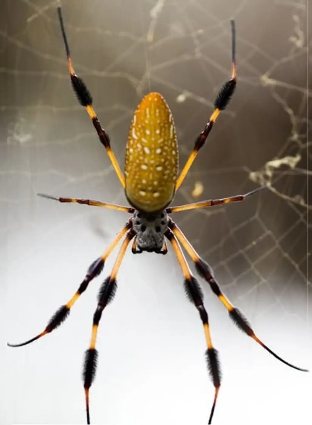 orb weaver spider, spider, european garden spider, fauna, invertebrate,