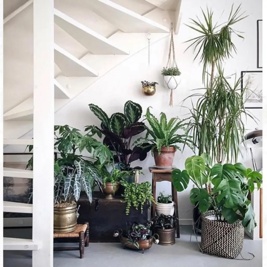 plant, flowerpot, houseplant, living room, interior design,