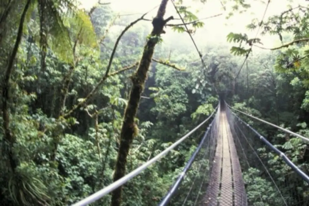 Walk in the Tree Tops of the Cloud Forest in Costa Rica