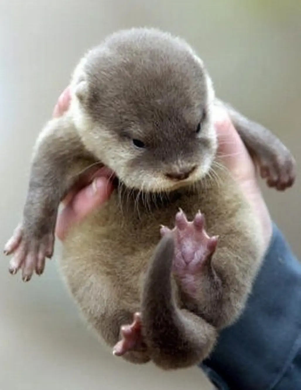 "is It Me or is It Gettin' 'otter in Here?"