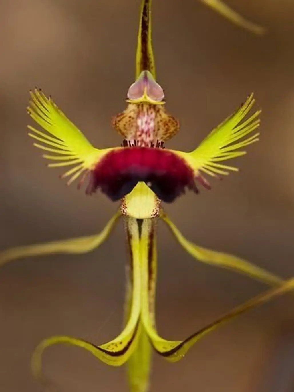 Butterfly-Spider Orchid