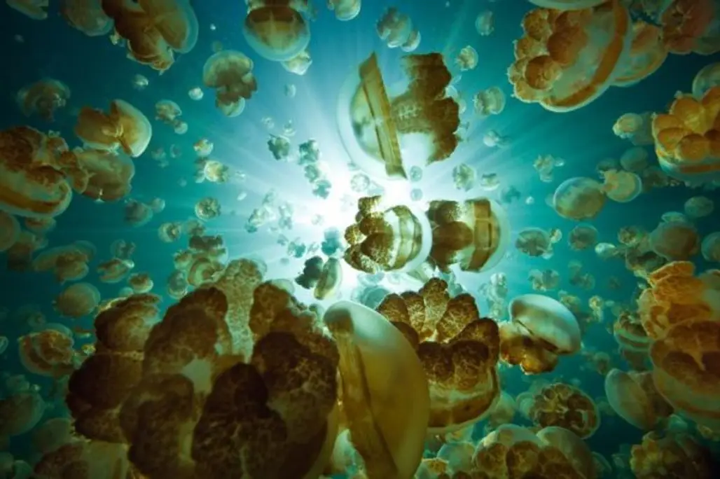 Palau's Ongeim'l Tketau (Jellyfish Lake)