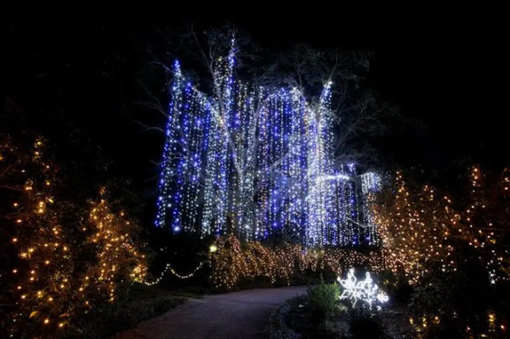 tree, night, light, christmas lights, christmas decoration,