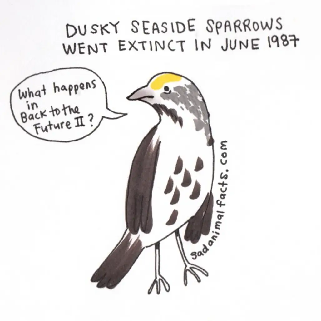 About Dusky Seaside Sparrows