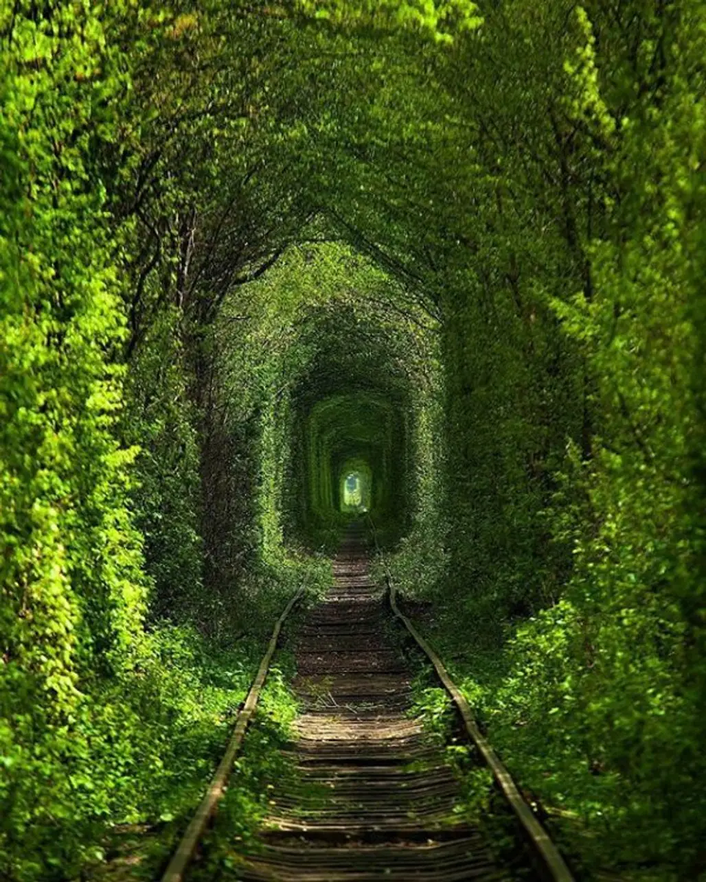 green, transport, tunnel, track, habitat,