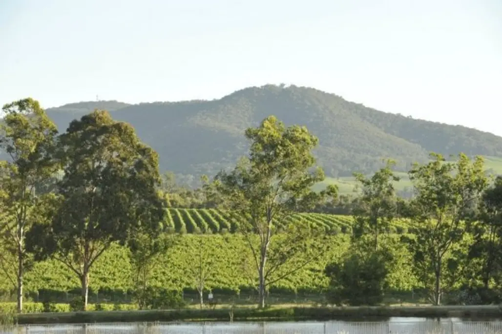 Follow the Trail of the Grape in Yarra