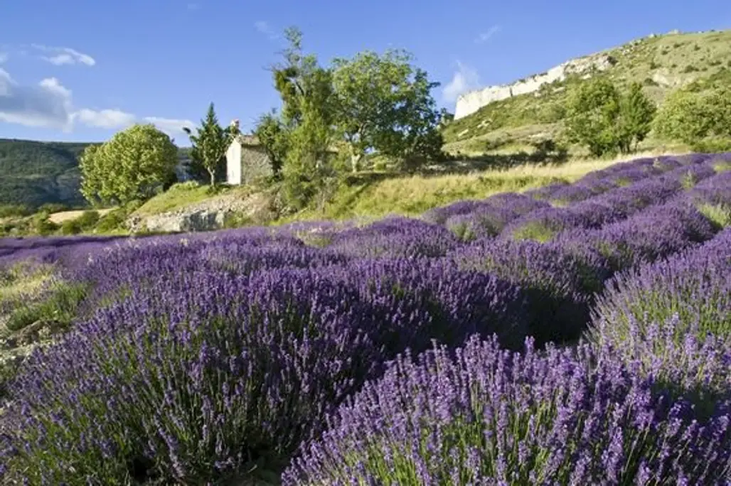 lavender, flower, english lavender, plant, vegetation,