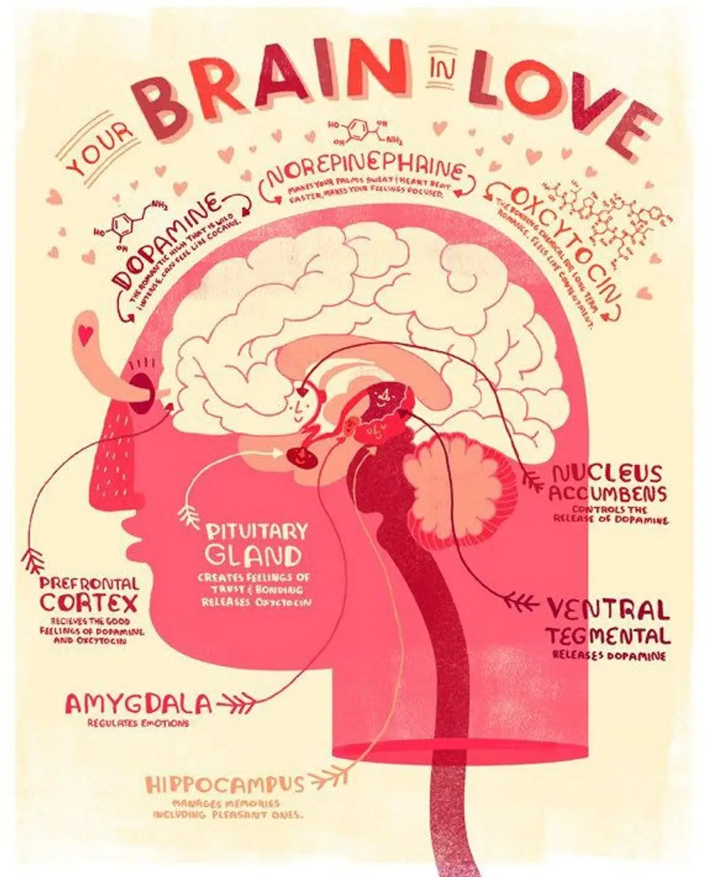 Your Brain in Love