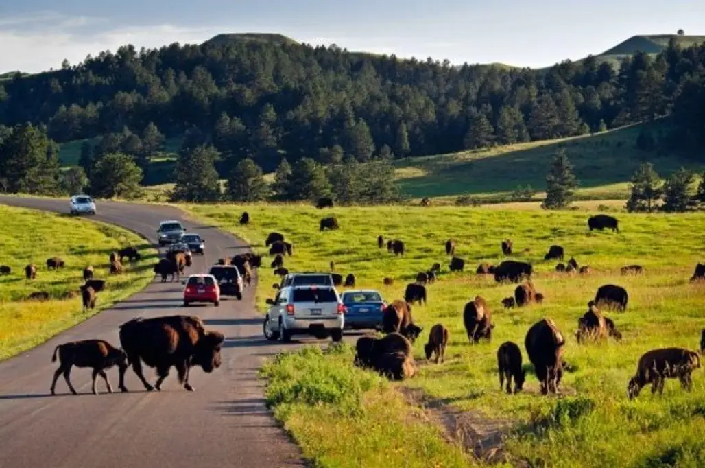Driving among the Buffalo in Custer State Park