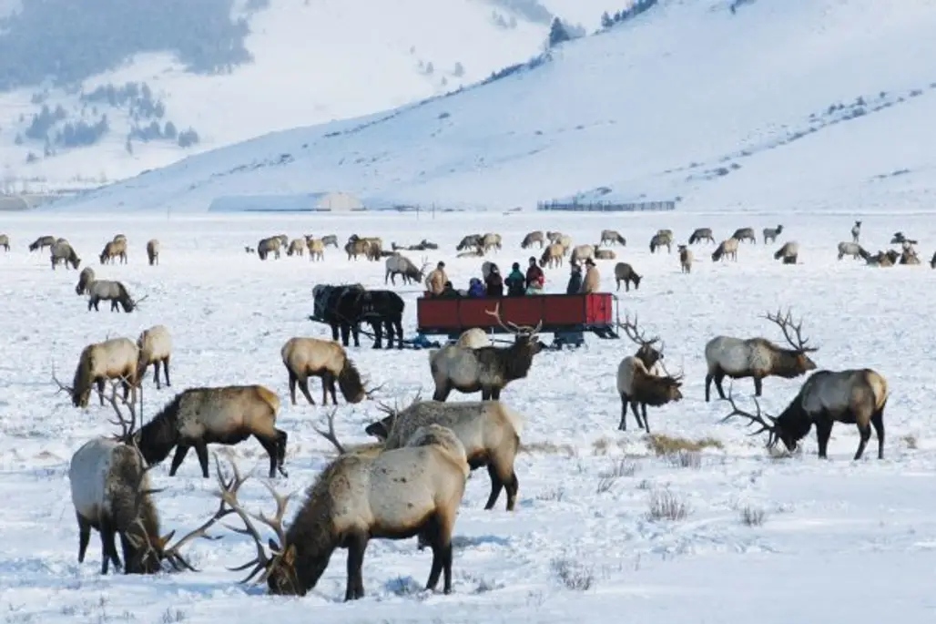 National Elk Refuge in Jackson Hole, Wyoming