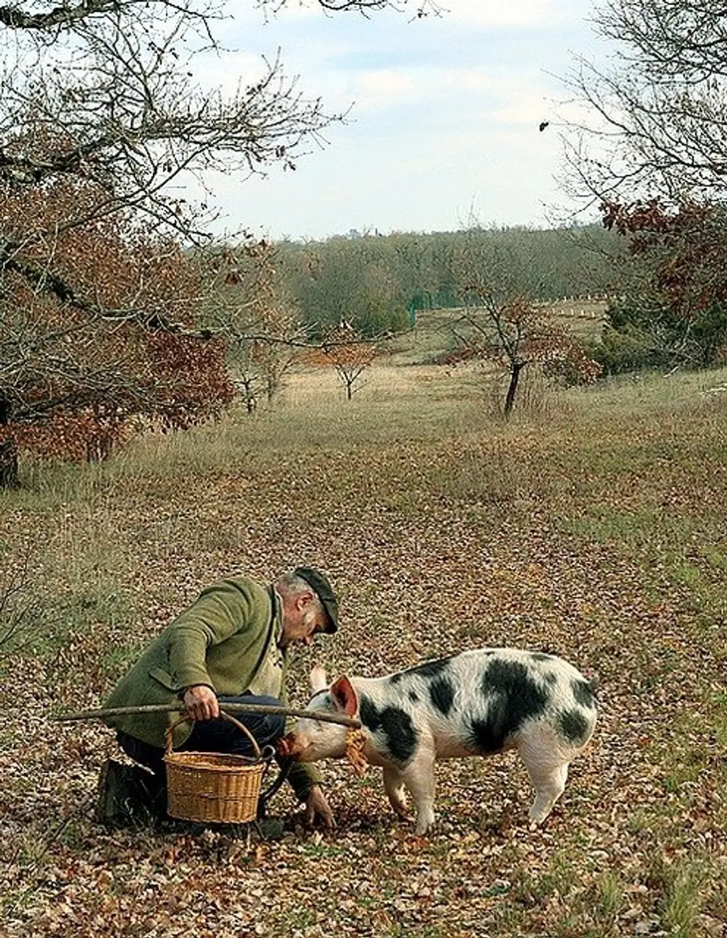 Truffle Hunting, France