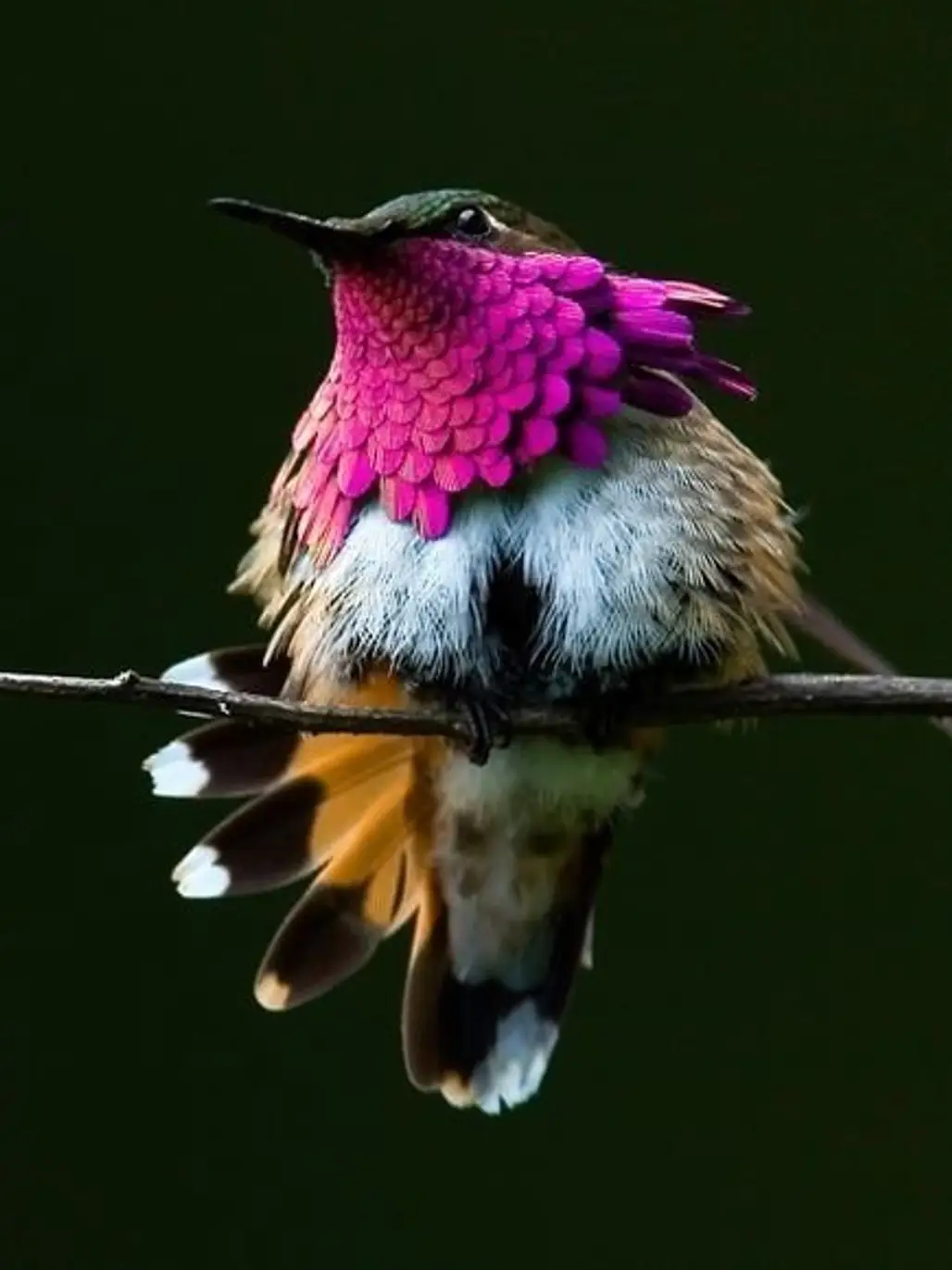 Wine-throated Hummingbird