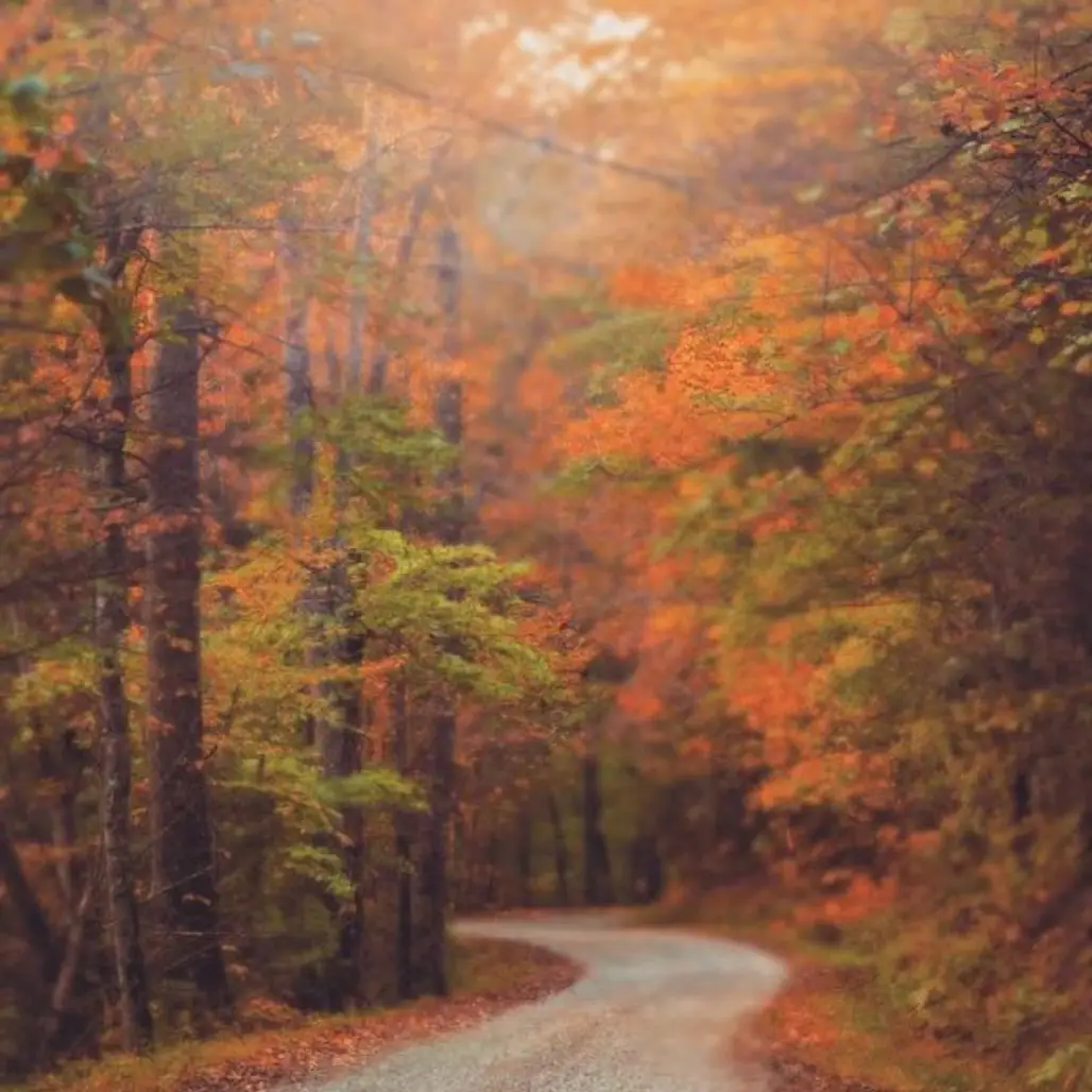 nature, autumn, path, forest, leaf,