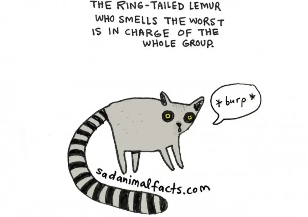 About Lemurs