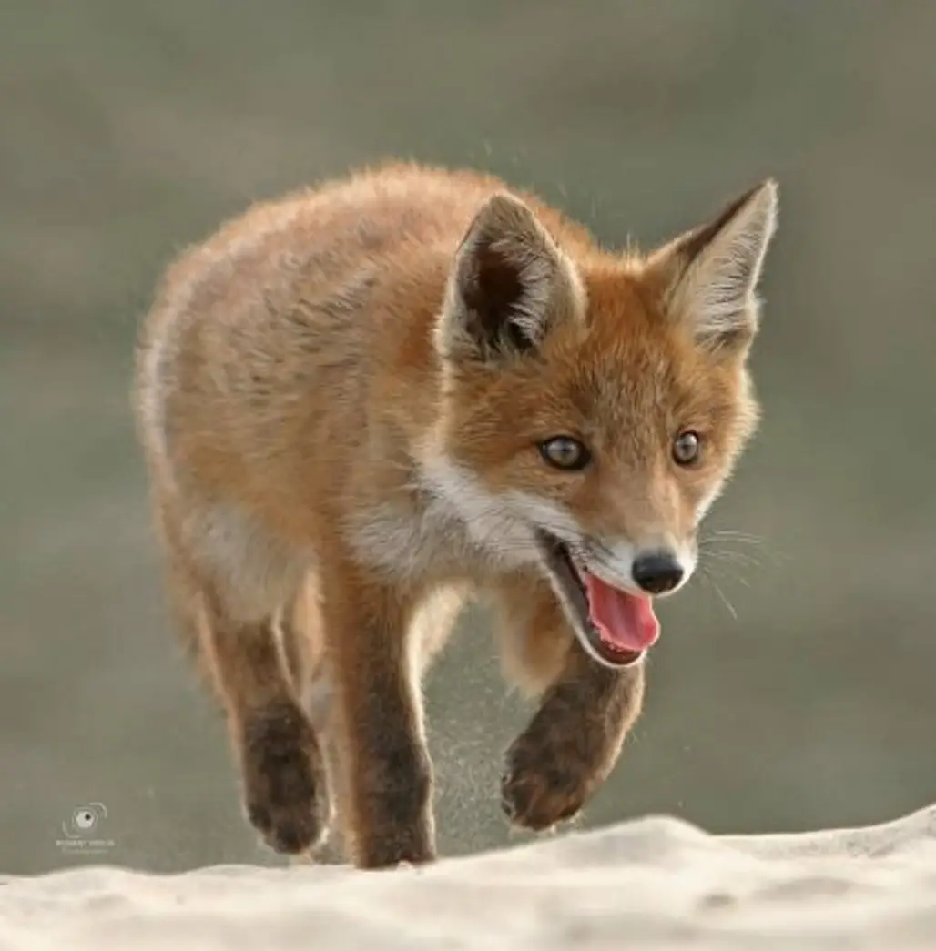 fox, red fox, wildlife, mammal, fauna,