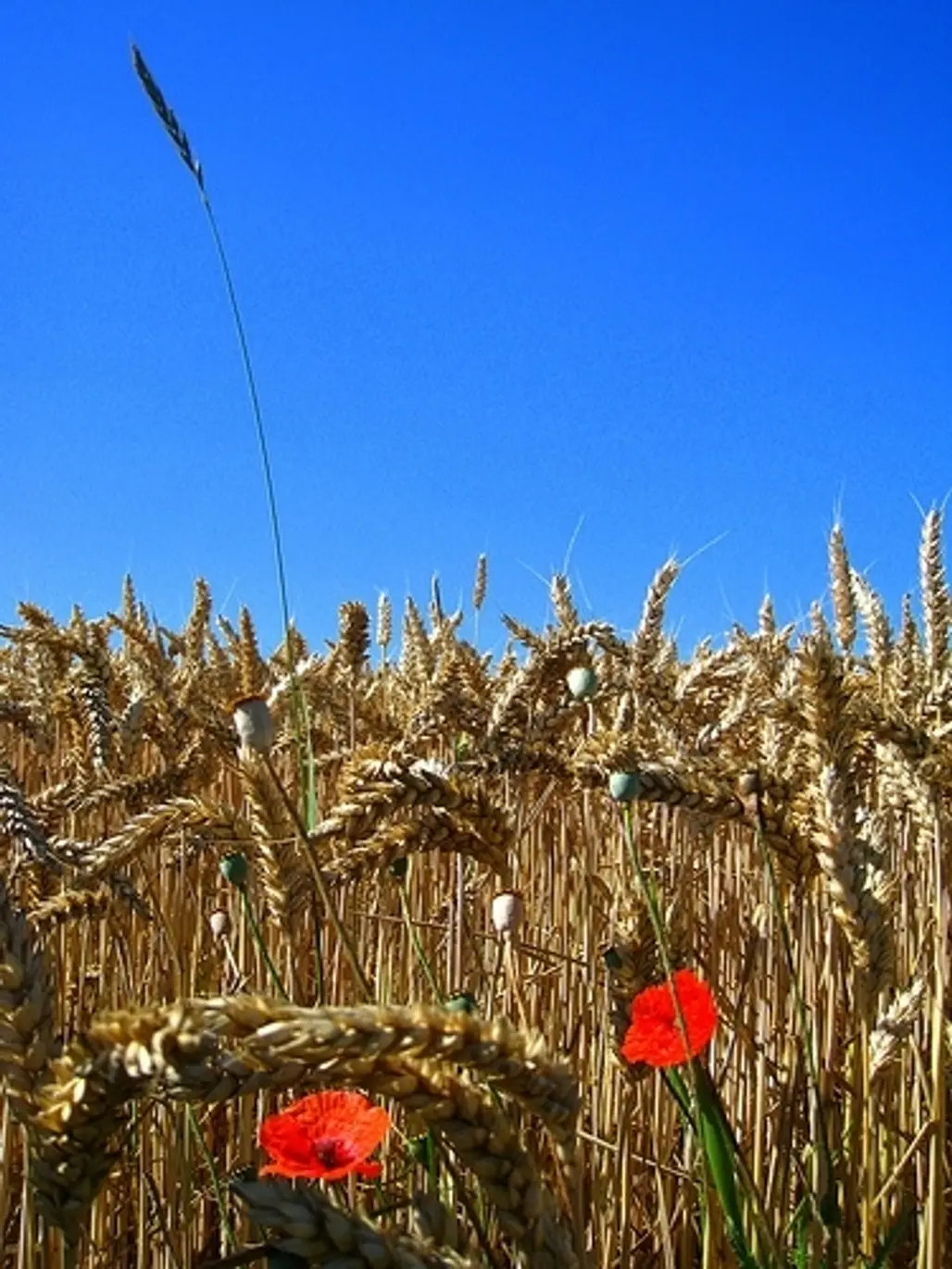 Poppies in a Wheat Field