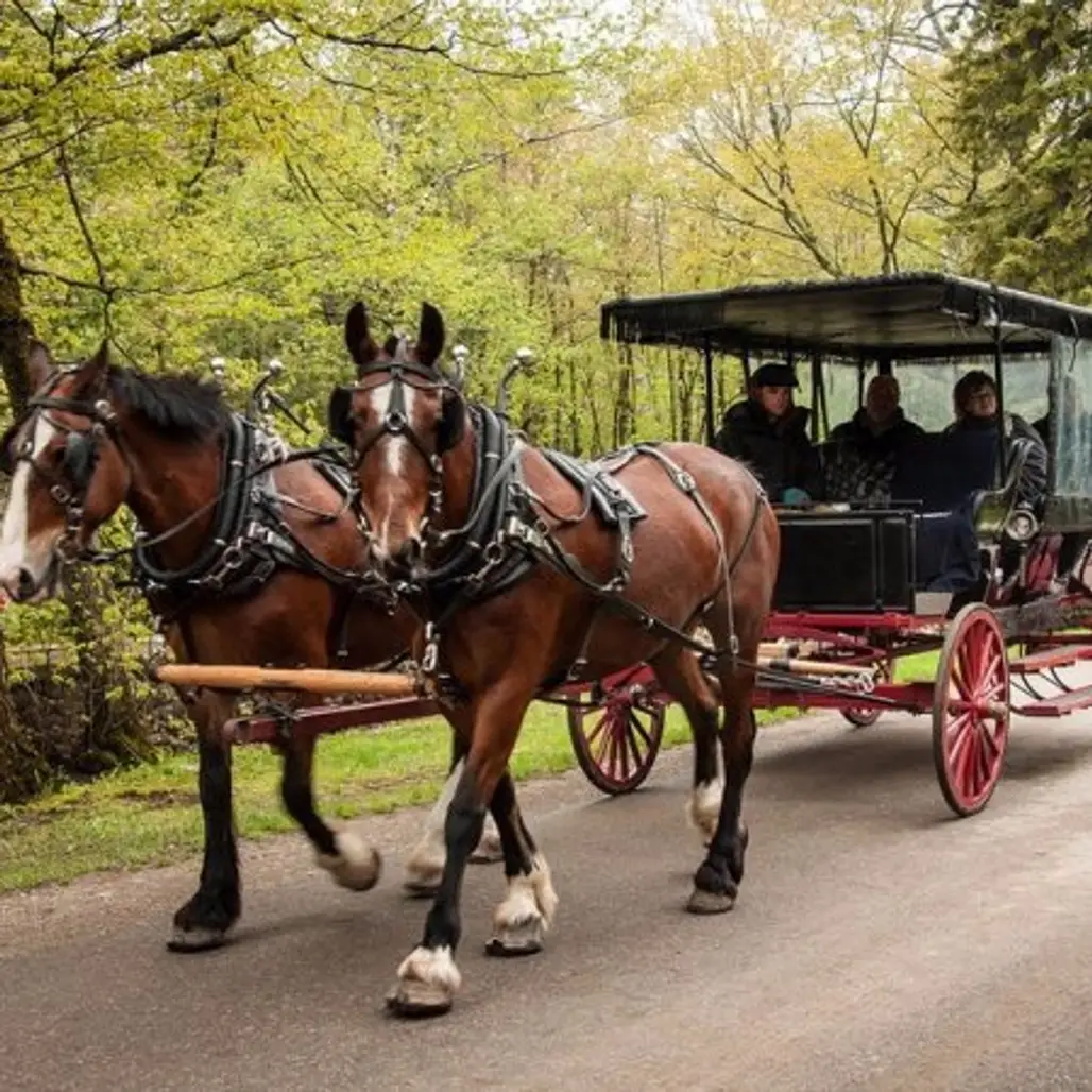 horse harness, carriage, horse and buggy, horse, vehicle,