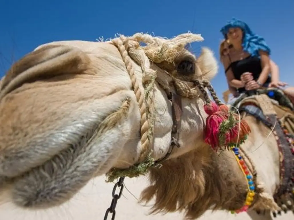 Camel Tours in Morocco